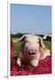 Tan and White Piglet Oinking, with Strawberries, Sycamore, Illinois, USA-Lynn M^ Stone-Framed Photographic Print