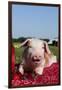 Tan and White Piglet Oinking, with Strawberries, Sycamore, Illinois, USA-Lynn M^ Stone-Framed Photographic Print