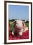 Tan and White Piglet Oinking, with Strawberries, Sycamore, Illinois, USA-Lynn M^ Stone-Framed Photographic Print