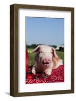 Tan and White Piglet Oinking, with Strawberries, Sycamore, Illinois, USA-Lynn M^ Stone-Framed Photographic Print