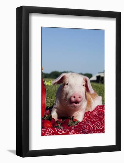 Tan and White Piglet Oinking, with Strawberries, Sycamore, Illinois, USA-Lynn M^ Stone-Framed Photographic Print