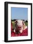 Tan and White Piglet Oinking, with Strawberries, Sycamore, Illinois, USA-Lynn M^ Stone-Framed Photographic Print