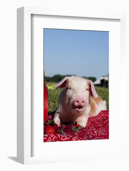 Tan and White Piglet Oinking, with Strawberries, Sycamore, Illinois, USA-Lynn M^ Stone-Framed Photographic Print