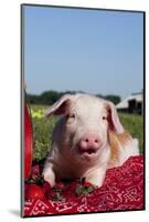 Tan and White Piglet Oinking, with Strawberries, Sycamore, Illinois, USA-Lynn M^ Stone-Mounted Photographic Print