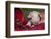 Tan and White Piglet Oinking, with Strawberries, Sycamore, Illinois, USA-Lynn M^ Stone-Framed Photographic Print