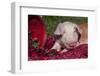 Tan and White Piglet Oinking, with Strawberries, Sycamore, Illinois, USA-Lynn M^ Stone-Framed Photographic Print