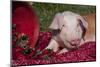 Tan and White Piglet Oinking, with Strawberries, Sycamore, Illinois, USA-Lynn M^ Stone-Mounted Photographic Print