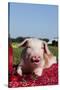 Tan and White Piglet Oinking, with Strawberries, Sycamore, Illinois, USA-Lynn M^ Stone-Stretched Canvas