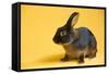 Tan (Breed) Rabbit-Lynn M^ Stone-Framed Stretched Canvas