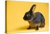 Tan (Breed) Rabbit-Lynn M^ Stone-Stretched Canvas