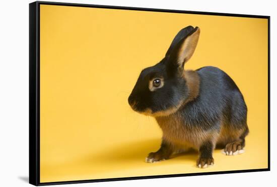 Tan (Breed) Rabbit-Lynn M^ Stone-Framed Stretched Canvas