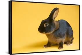 Tan (Breed) Rabbit-Lynn M^ Stone-Framed Stretched Canvas