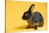 Tan (Breed) Rabbit-Lynn M^ Stone-Stretched Canvas