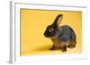 Tan (Breed) Rabbit-Lynn M^ Stone-Framed Photographic Print