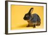 Tan (Breed) Rabbit-Lynn M^ Stone-Framed Photographic Print