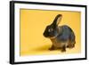 Tan (Breed) Rabbit-Lynn M^ Stone-Framed Photographic Print