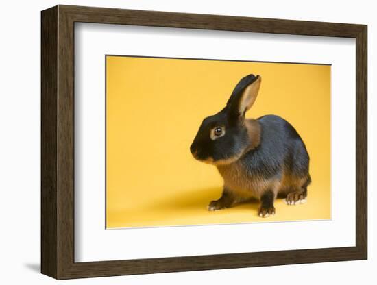 Tan (Breed) Rabbit-Lynn M^ Stone-Framed Photographic Print