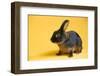 Tan (Breed) Rabbit-Lynn M^ Stone-Framed Photographic Print