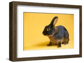 Tan (Breed) Rabbit-Lynn M^ Stone-Framed Photographic Print