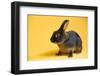 Tan (Breed) Rabbit-Lynn M^ Stone-Framed Photographic Print