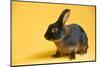 Tan (Breed) Rabbit-Lynn M^ Stone-Mounted Photographic Print