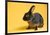 Tan (Breed) Rabbit-Lynn M^ Stone-Framed Photographic Print