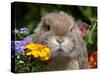 Tan Lop Rabbit Portrait-Lynn M^ Stone-Stretched Canvas