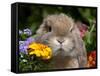 Tan Lop Rabbit Portrait-Lynn M^ Stone-Framed Stretched Canvas