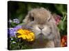 Tan Lop Rabbit Portrait-Lynn M^ Stone-Stretched Canvas