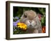 Tan Lop Rabbit Portrait-Lynn M^ Stone-Framed Photographic Print