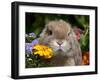 Tan Lop Rabbit Portrait-Lynn M^ Stone-Framed Photographic Print