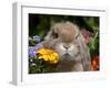 Tan Lop Rabbit Portrait-Lynn M^ Stone-Framed Photographic Print
