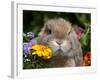 Tan Lop Rabbit Portrait-Lynn M^ Stone-Framed Photographic Print