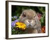 Tan Lop Rabbit Portrait-Lynn M^ Stone-Framed Photographic Print