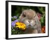 Tan Lop Rabbit Portrait-Lynn M^ Stone-Framed Photographic Print