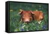 Tan Piglet Lying in Grass and Violets with Dandelions in Background, Freeport, Illinois, USA-Lynn M^ Stone-Framed Stretched Canvas