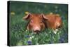 Tan Piglet Lying in Grass and Violets with Dandelions in Background, Freeport, Illinois, USA-Lynn M^ Stone-Stretched Canvas