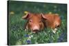 Tan Piglet Lying in Grass and Violets with Dandelions in Background, Freeport, Illinois, USA-Lynn M^ Stone-Stretched Canvas