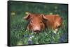 Tan Piglet Lying in Grass and Violets with Dandelions in Background, Freeport, Illinois, USA-Lynn M^ Stone-Framed Stretched Canvas