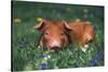 Tan Piglet Lying in Grass and Violets with Dandelions in Background, Freeport, Illinois, USA-Lynn M^ Stone-Stretched Canvas