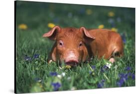 Tan Piglet Lying in Grass and Violets with Dandelions in Background, Freeport, Illinois, USA-Lynn M^ Stone-Stretched Canvas