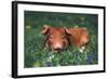 Tan Piglet Lying in Grass and Violets with Dandelions in Background, Freeport, Illinois, USA-Lynn M^ Stone-Framed Photographic Print