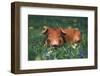 Tan Piglet Lying in Grass and Violets with Dandelions in Background, Freeport, Illinois, USA-Lynn M^ Stone-Framed Photographic Print