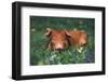 Tan Piglet Lying in Grass and Violets with Dandelions in Background, Freeport, Illinois, USA-Lynn M^ Stone-Framed Photographic Print