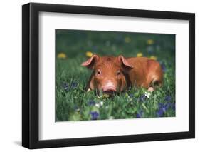 Tan Piglet Lying in Grass and Violets with Dandelions in Background, Freeport, Illinois, USA-Lynn M^ Stone-Framed Photographic Print