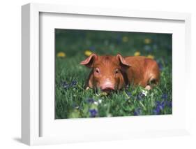 Tan Piglet Lying in Grass and Violets with Dandelions in Background, Freeport, Illinois, USA-Lynn M^ Stone-Framed Photographic Print