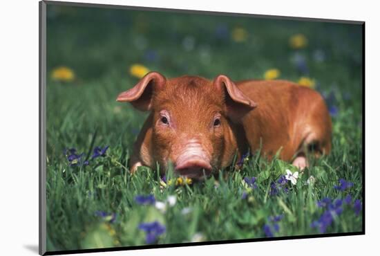 Tan Piglet Lying in Grass and Violets with Dandelions in Background, Freeport, Illinois, USA-Lynn M^ Stone-Mounted Photographic Print