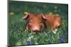 Tan Piglet Lying in Grass and Violets with Dandelions in Background, Freeport, Illinois, USA-Lynn M^ Stone-Mounted Photographic Print