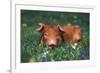 Tan Piglet Lying in Grass and Violets with Dandelions in Background, Freeport, Illinois, USA-Lynn M^ Stone-Framed Photographic Print