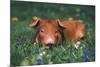 Tan Piglet Lying in Grass and Violets with Dandelions in Background, Freeport, Illinois, USA-Lynn M^ Stone-Mounted Photographic Print